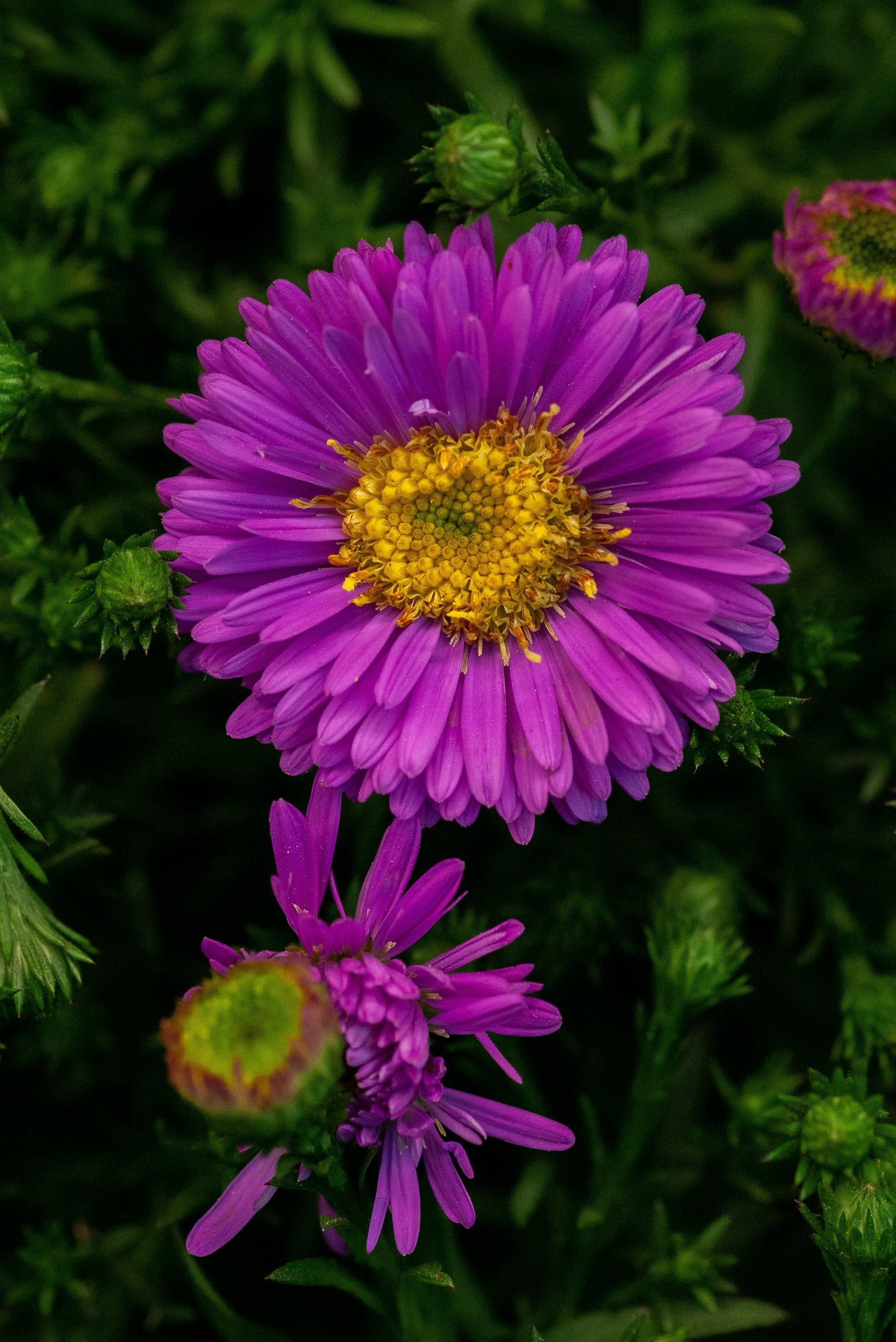 pink petaled flower